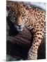 Jaguar Lying on a Tree Limb, Belize-Lynn M^ Stone-Mounted Photographic Print