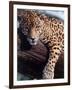 Jaguar Lying on a Tree Limb, Belize-Lynn M^ Stone-Framed Photographic Print