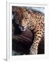 Jaguar Lying on a Tree Limb, Belize-Lynn M^ Stone-Framed Photographic Print