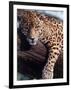 Jaguar Lying on a Tree Limb, Belize-Lynn M^ Stone-Framed Photographic Print