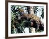 Jaguar Lying on a Tree Limb, Belize-Lynn M^ Stone-Framed Photographic Print