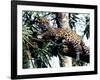 Jaguar Lying on a Tree Limb, Belize-Lynn M^ Stone-Framed Photographic Print