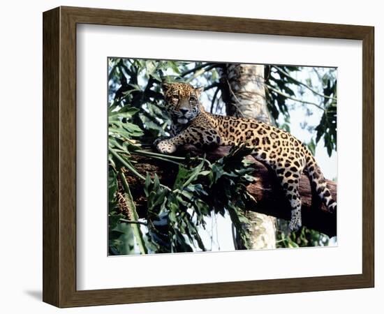 Jaguar Lying on a Tree Limb, Belize-Lynn M^ Stone-Framed Photographic Print