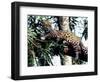 Jaguar Lying on a Tree Limb, Belize-Lynn M^ Stone-Framed Photographic Print