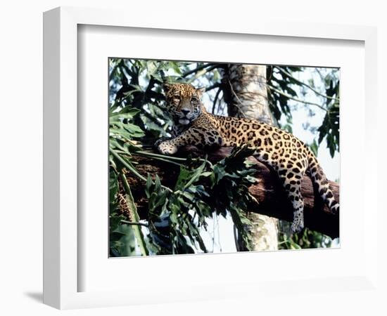 Jaguar Lying on a Tree Limb, Belize-Lynn M^ Stone-Framed Photographic Print