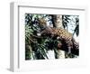 Jaguar Lying on a Tree Limb, Belize-Lynn M^ Stone-Framed Photographic Print