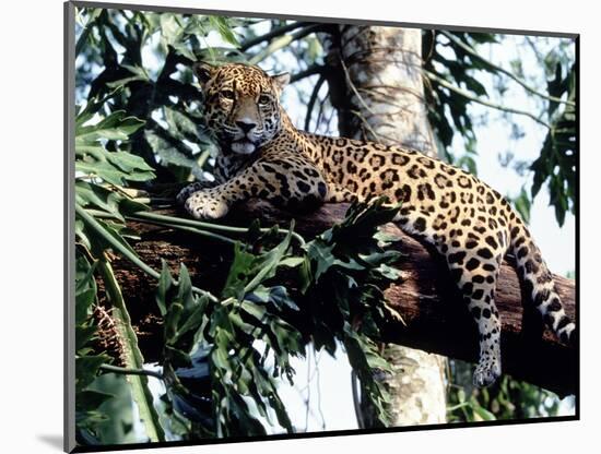 Jaguar Lying on a Tree Limb, Belize-Lynn M^ Stone-Mounted Photographic Print