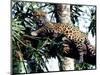 Jaguar Lying on a Tree Limb, Belize-Lynn M^ Stone-Mounted Photographic Print