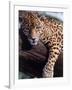 Jaguar Lying on a Tree Limb, Belize-Lynn M^ Stone-Framed Photographic Print