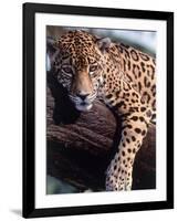 Jaguar Lying on a Tree Limb, Belize-Lynn M^ Stone-Framed Photographic Print