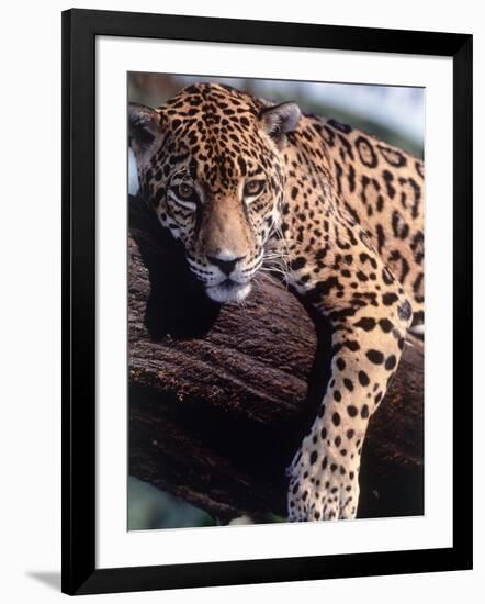 Jaguar Lying on a Tree Limb, Belize-Lynn M^ Stone-Framed Photographic Print