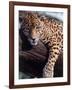 Jaguar Lying on a Tree Limb, Belize-Lynn M^ Stone-Framed Photographic Print