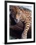 Jaguar Lying on a Tree Limb, Belize-Lynn M^ Stone-Framed Photographic Print