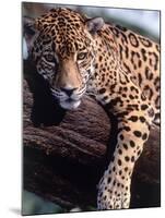 Jaguar Lying on a Tree Limb, Belize-Lynn M^ Stone-Mounted Photographic Print