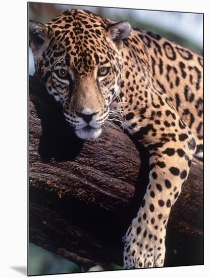 Jaguar Lying on a Tree Limb, Belize-Lynn M^ Stone-Mounted Photographic Print