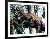 Jaguar Lying on a Tree Limb, Belize-Lynn M^ Stone-Framed Photographic Print