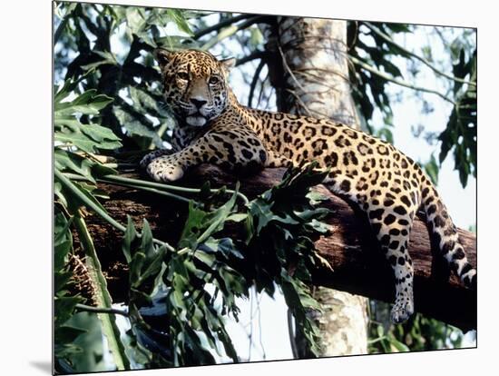 Jaguar Lying on a Tree Limb, Belize-Lynn M^ Stone-Mounted Photographic Print