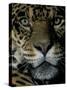 Jaguar, Madre de Dios, Peru-Andres Morya-Stretched Canvas