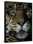 Jaguar, Madre de Dios, Peru-Andres Morya-Framed Stretched Canvas