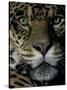 Jaguar, Madre de Dios, Peru-Andres Morya-Stretched Canvas