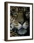 Jaguar, Madre de Dios, Peru-Andres Morya-Framed Photographic Print