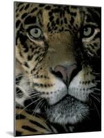 Jaguar, Madre de Dios, Peru-Andres Morya-Mounted Photographic Print
