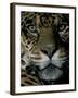 Jaguar, Madre de Dios, Peru-Andres Morya-Framed Photographic Print