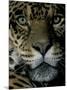 Jaguar, Madre de Dios, Peru-Andres Morya-Mounted Photographic Print