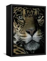 Jaguar, Madre de Dios, Peru-Andres Morya-Framed Stretched Canvas