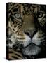 Jaguar, Madre de Dios, Peru-Andres Morya-Stretched Canvas