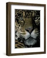 Jaguar, Madre de Dios, Peru-Andres Morya-Framed Photographic Print