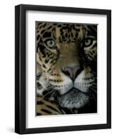 Jaguar, Madre de Dios, Peru-Andres Morya-Framed Photographic Print