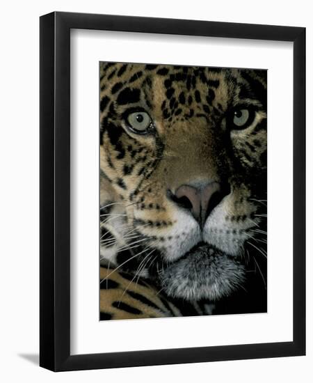 Jaguar, Madre de Dios, Peru-Andres Morya-Framed Photographic Print