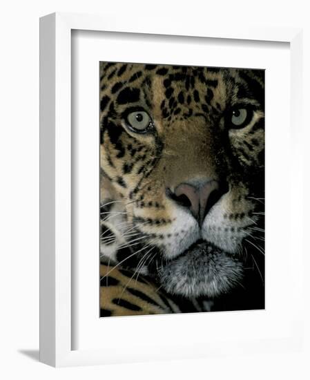 Jaguar, Madre de Dios, Peru-Andres Morya-Framed Photographic Print
