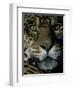 Jaguar, Madre de Dios, Peru-Andres Morya-Framed Photographic Print