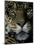 Jaguar, Madre de Dios, Peru-Andres Morya-Mounted Photographic Print