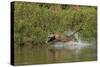 Jaguar male, chasing a Caiman. Cuiaba River, Pantanal, Brazil-Jeff Foott-Stretched Canvas