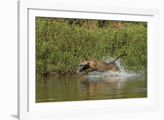 Jaguar male, chasing a Caiman. Cuiaba River, Pantanal, Brazil-Jeff Foott-Framed Photographic Print