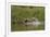 Jaguar male, chasing a Caiman. Cuiaba River, Pantanal, Brazil-Jeff Foott-Framed Photographic Print