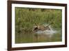 Jaguar male, chasing a Caiman. Cuiaba River, Pantanal, Brazil-Jeff Foott-Framed Photographic Print