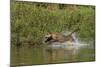 Jaguar male, chasing a Caiman. Cuiaba River, Pantanal, Brazil-Jeff Foott-Mounted Photographic Print