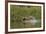 Jaguar male, chasing a Caiman. Cuiaba River, Pantanal, Brazil-Jeff Foott-Framed Photographic Print