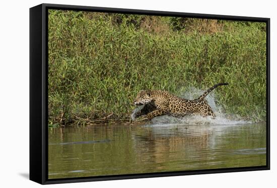 Jaguar male, chasing a Caiman. Cuiaba River, Pantanal, Brazil-Jeff Foott-Framed Stretched Canvas