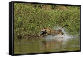 Jaguar male, chasing a Caiman. Cuiaba River, Pantanal, Brazil-Jeff Foott-Framed Stretched Canvas