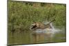 Jaguar male, chasing a Caiman. Cuiaba River, Pantanal, Brazil-Jeff Foott-Mounted Photographic Print