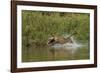 Jaguar male, chasing a Caiman. Cuiaba River, Pantanal, Brazil-Jeff Foott-Framed Premium Photographic Print
