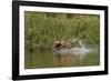 Jaguar male, chasing a Caiman. Cuiaba River, Pantanal, Brazil-Jeff Foott-Framed Premium Photographic Print