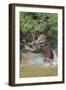 Jaguar male, hunting Capybara. Cuiaba River, Pantanal, Brazil-Jeff Foott-Framed Photographic Print