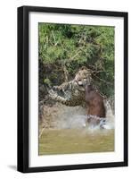 Jaguar male, hunting Capybara. Cuiaba River, Pantanal, Brazil-Jeff Foott-Framed Photographic Print