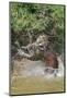 Jaguar male, hunting Capybara. Cuiaba River, Pantanal, Brazil-Jeff Foott-Mounted Photographic Print